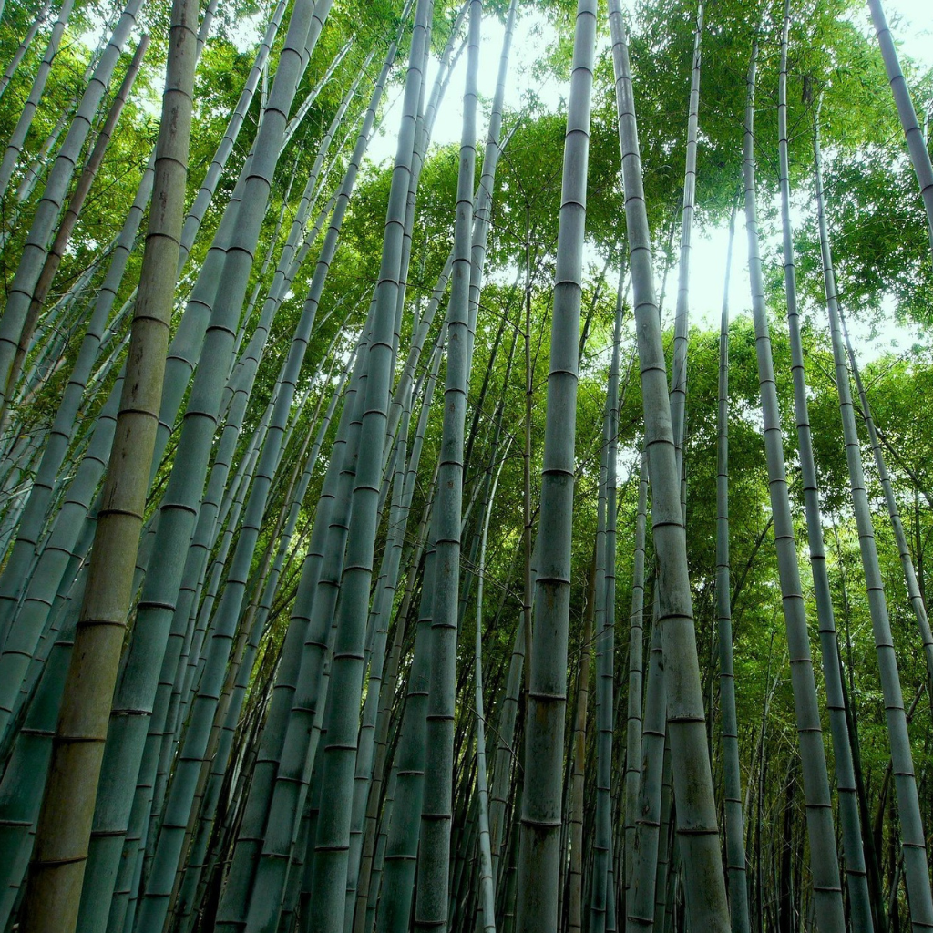 Close-up of bamboo forest or bamboo toothbrushes arranged aesthetically
